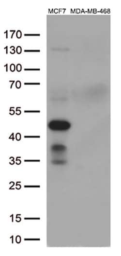 GATA3 Monoclonal Antibody (OTI4D5), TrueMAB , OriGene 100 &mu;L; Unconjugated:Antibodies,