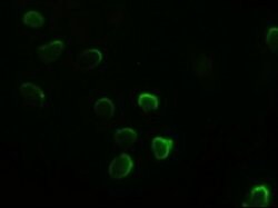 GATA4 Mouse anti-Human, Clone: OTI9F9, lyophilized, TrueMAB 100 &mu;g;