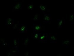 GATA4 Mouse anti-Human, Clone: OTI9F9, lyophilized, TrueMAB 100 &mu;g;