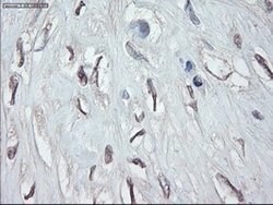 GATA4 Mouse anti-Human, Clone: OTI9F9, lyophilized, TrueMAB 100 &mu;g;