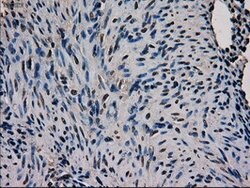GATA4 Mouse anti-Human, Clone: OTI9F9, lyophilized, TrueMAB 100 &mu;g;