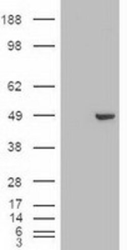 GATA4 Mouse anti-Human, Clone: OTI9F9, lyophilized, TrueMAB 100 &mu;g;