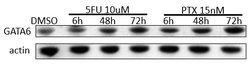 Invitrogen GATA6 Polyclonal Antibody:Antibodies:Primary Antibodies