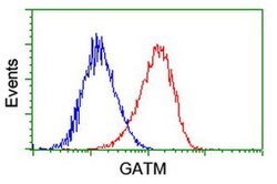 GATM Mouse anti-Human, Clone: OTI1E3, liquid, TrueMAB 100 &mu;L; Unconjugated:Antibodies,