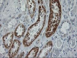 GATM Mouse anti-Human, Clone: OTI1C9, lyophilized, TrueMAB 100 &mu;g; Unconjugated:Antibodies,
