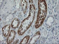 GATM Mouse anti-Human, Clone: OTI1C9, liquid, TrueMAB 100 &mu;L; Unconjugated:Antibodies,