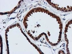 GATM Mouse anti-Human, Clone: OTI1E3, liquid, TrueMAB 100 &mu;L; Unconjugated:Antibodies,