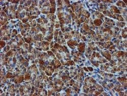 GATM Mouse anti-Human, Clone: OTI1E3, liquid, TrueMAB 100 &mu;L; Unconjugated:Antibodies,