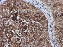 GATM Mouse anti-Human, Clone: OTI1E3, liquid, TrueMAB 100 &mu;L; Unconjugated:Antibodies,