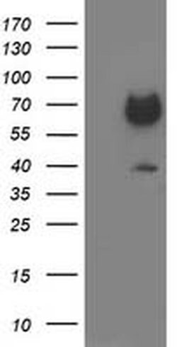 GATM Mouse anti-Human, Clone: OTI1C9, liquid, TrueMAB 100 &mu;L; Unconjugated:Antibodies,