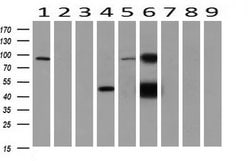 GATM Mouse anti-Human, Clone: OTI1C9, liquid, TrueMAB 100 &mu;L; Unconjugated:Antibodies,