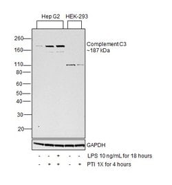 Invitrogen Complement C3a Monoclonal Antibody (K13/16-5.7) 400 &mu;L; Unconjugated:Antibodies,