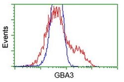 GBA3 Monoclonal Antibody (OTI4G8), TrueMAB , OriGene 100 &mu;L; Unconjugated:Antibodies,