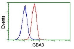 GBA3 Monoclonal Antibody (OTI4G8), TrueMAB , OriGene:Antibodies:Primary