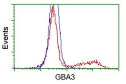 GBA3 Monoclonal Antibody (OTI1F1), TrueMAB , OriGene 30 &mu;L; Unconjugated:Antibodies,