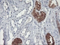 GBA3 Monoclonal Antibody (OTI5G5), TrueMAB , OriGene 100 &mu;L; Unconjugated:Antibodies,