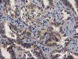 GBA3 Monoclonal Antibody (OTI1F1), TrueMAB , OriGene 30 &mu;L; Unconjugated:Antibodies,