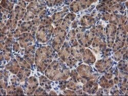 GBA3 Monoclonal Antibody (OTI1F1), TrueMAB , OriGene 30 &mu;L; Unconjugated:Antibodies,