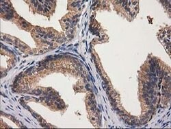 GBA3 Monoclonal Antibody (OTI1F1), TrueMAB , OriGene 30 &mu;L; Unconjugated:Antibodies,