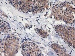 GBA3 Monoclonal Antibody (OTI1F1), TrueMAB , OriGene 30 &mu;L; Unconjugated:Antibodies,