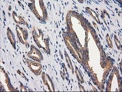 GBA3 Mouse anti-Human, Clone: OTI1F1, lyophilized, TrueMAB 100 &mu;g; Unconjugated:Antibodies,