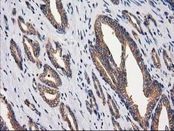 GBA3 Monoclonal Antibody (OTI1F1), TrueMAB , OriGene 30 &mu;L; Unconjugated:Antibodies,