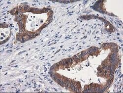 GBA3 Monoclonal Antibody (OTI1F1), TrueMAB , OriGene 30 &mu;L; Unconjugated:Antibodies,