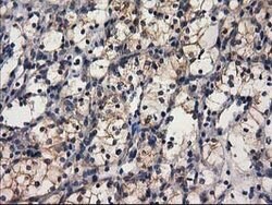 GBA3 Mouse anti-Human, Clone: OTI1F1, lyophilized, TrueMAB 100 &mu;g; Unconjugated:Antibodies,