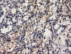 GBA3 Monoclonal Antibody (OTI1F1), TrueMAB , OriGene 30 &mu;L; Unconjugated:Antibodies,