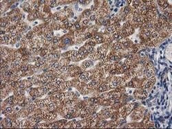 GBA3 Monoclonal Antibody (OTI1F1), TrueMAB , OriGene 30 &mu;L; Unconjugated:Antibodies,