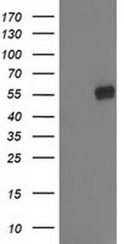 GBA3 Monoclonal Antibody (OTI4F10), TrueMAB , OriGene:Antibodies:Primary