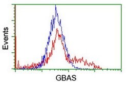 GBAS Monoclonal Antibody (OTI1D6), TrueMAB , OriGene:Antibodies:Primary