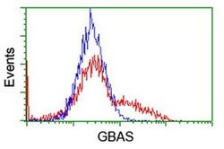 GBAS Monoclonal Antibody (OTI1B2), TrueMAB , OriGene 100 &mu;L; Unconjugated:Antibodies,