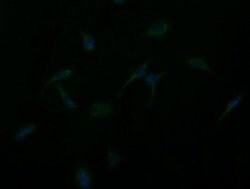 GBAS Monoclonal Antibody (OTI1D6), TrueMAB , OriGene 100 &mu;L; Unconjugated:Antibodies,