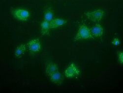GBAS Monoclonal Antibody (OTI1B2), TrueMAB , OriGene 100 &mu;L; Unconjugated:Antibodies,