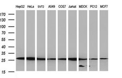 GBAS Monoclonal Antibody (OTI1D6), TrueMAB , OriGene:Antibodies:Primary