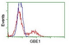 GBE1 Mouse anti-Human, Clone: OTI5B7, liquid, TrueMAB 100 &mu;L; Unconjugated:Antibodies,