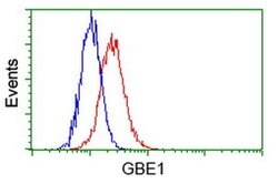 GBE1 Mouse anti-Human, Clone: OTI5B7, liquid, TrueMAB 100 &mu;L; Unconjugated:Antibodies,