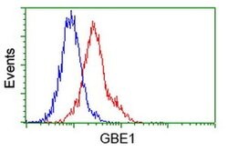 GBE1 Mouse anti-Human, Clone: OTI5B7, liquid, TrueMAB 100 &mu;L; Unconjugated:Antibodies,