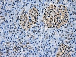 GBE1 Mouse anti-Human, Clone: OTI5B7, liquid, TrueMAB 100 &mu;L; Unconjugated:Antibodies,