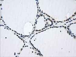 GBE1 Mouse anti-Human, Clone: OTI5B7, liquid, TrueMAB 100 &mu;L; Unconjugated:Antibodies,