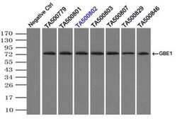 GBE1 Mouse anti-Human, Clone: OTI5B7, liquid, TrueMAB 100 &mu;L; Unconjugated:Antibodies,