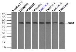GBE1 Mouse anti-Human, Clone: OTI3C8, liquid, TrueMAB 100 &mu;L; Unconjugated:Antibodies,