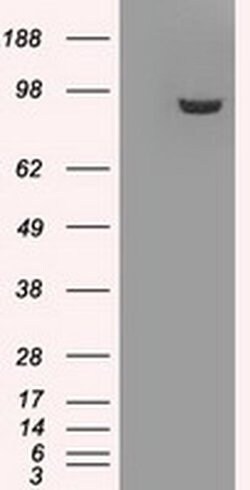 GBE1 Mouse anti-Human, Clone: OTI3C8, liquid, TrueMAB 100 &mu;L; Unconjugated:Antibodies,