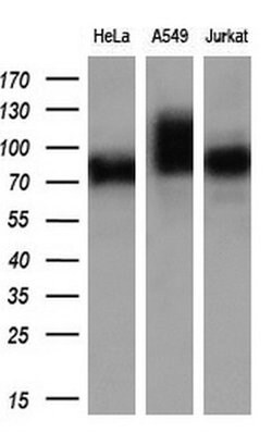 GBE1 Mouse anti-Human, Clone: OTI3C8, liquid, TrueMAB 100 &mu;L; Unconjugated:Antibodies,