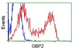 GBP2 Mouse anti-Human, Clone: OTI1E5, lyophilized, TrueMAB 100 &mu;g; Unconjugated:Antibodies,