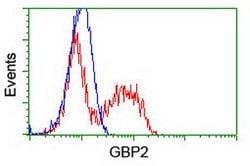 GBP2 Mouse anti-Human, Clone: OTI1G1, lyophilized, TrueMAB 100 &mu;g; Unconjugated:Antibodies,