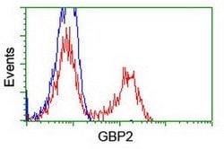 GBP2 Mouse anti-Human, Clone: OTI4H2, lyophilized, TrueMAB 100 &mu;g; Unconjugated:Antibodies,