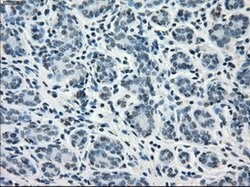 GBP2 Mouse anti-Human, Clone: OTI2G6, lyophilized, TrueMAB 100 &mu;g; Unconjugated:Antibodies,