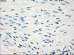 GBP2 Mouse anti-Human, Clone: OTI2G6, lyophilized, TrueMAB 100 &mu;g; Unconjugated:Antibodies,